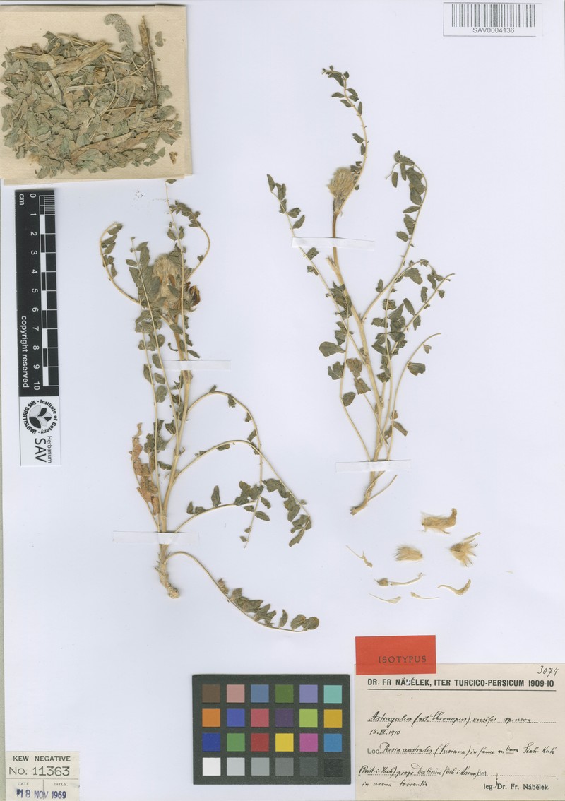 Astragalus ensifer