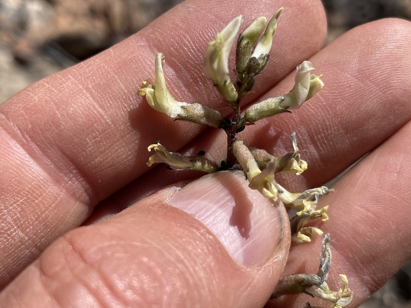 Pagumpa Milkvetch