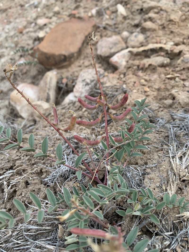 Pagumpa Milkvetch photo 2