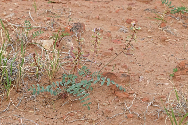 Pagumpa Milkvetch photo 3