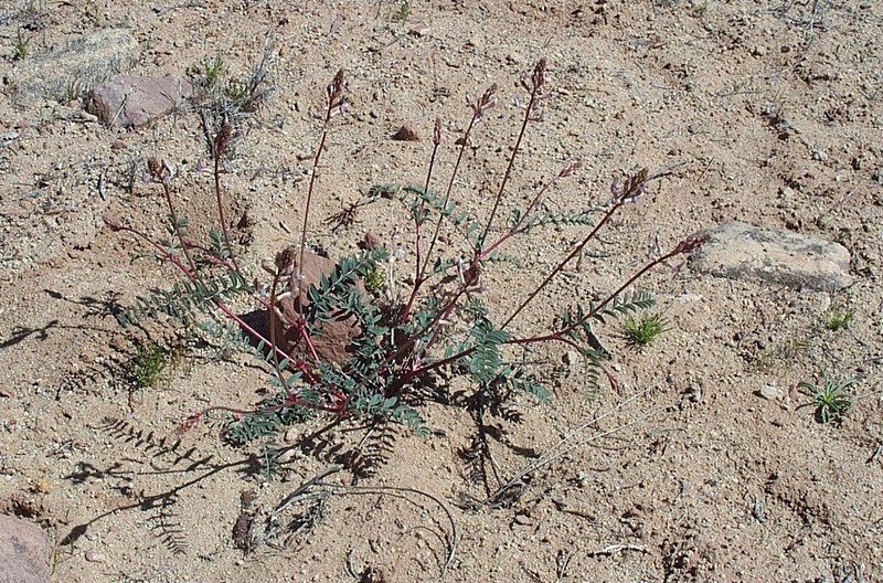 Pagumpa Milkvetch photo 4