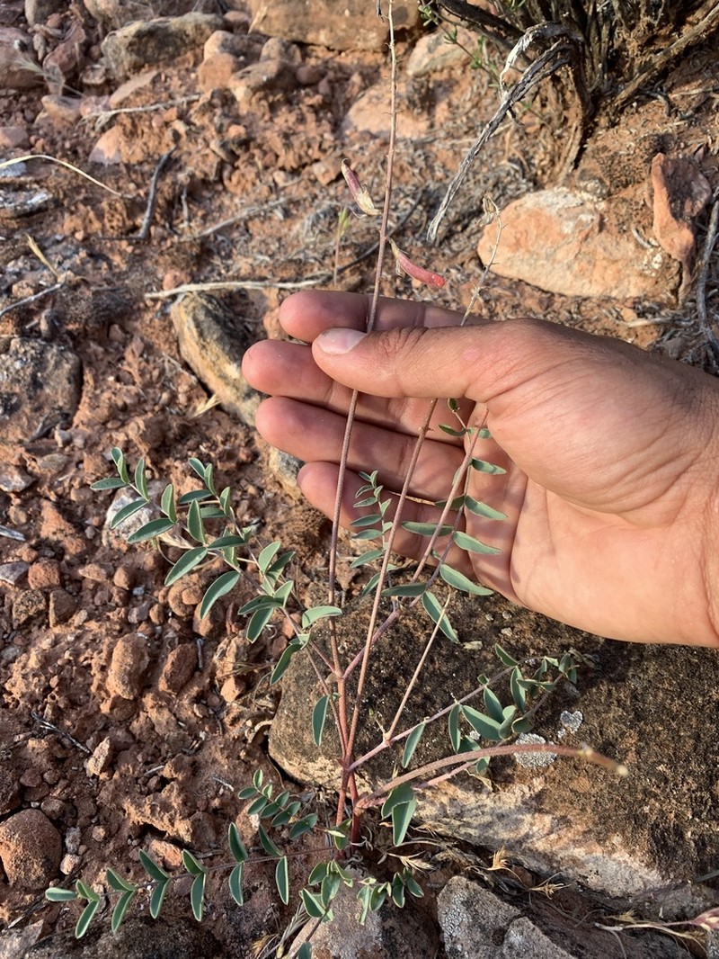 Pagumpa Milkvetch photo 5