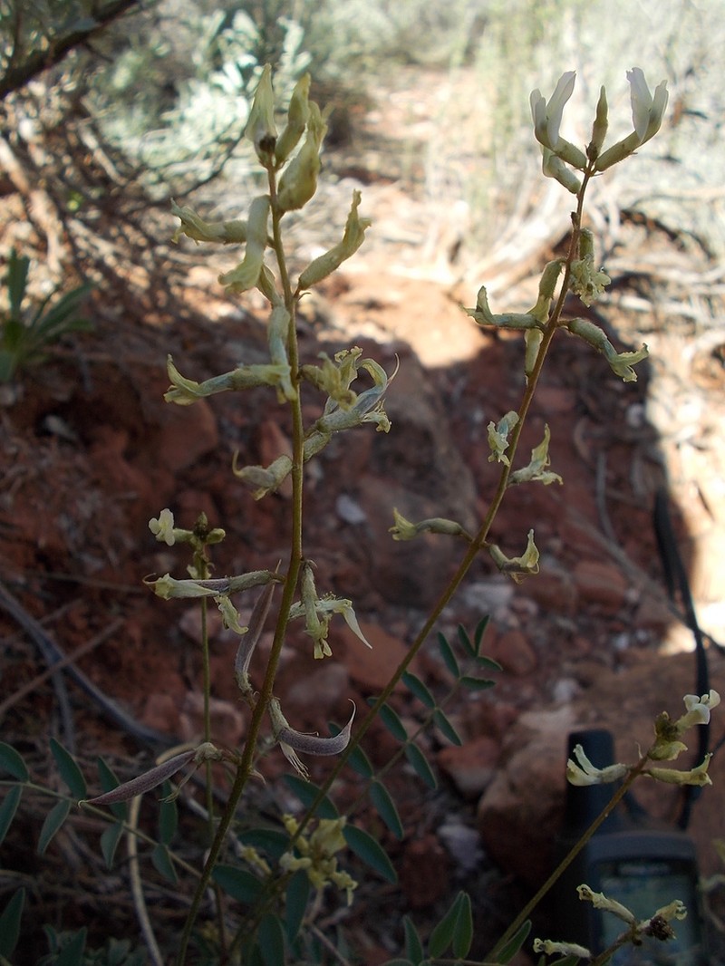 Pagumpa Milkvetch photo 6