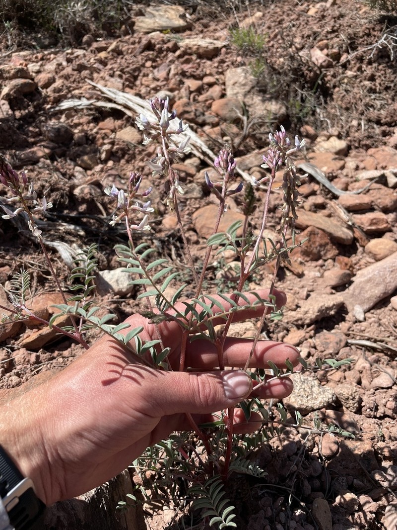 Pagumpa Milkvetch photo 7