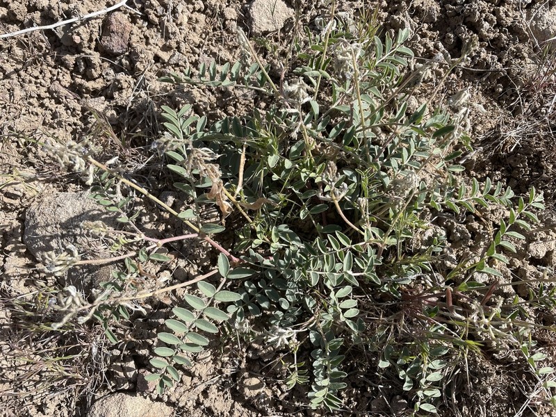Pagumpa Milkvetch photo 8