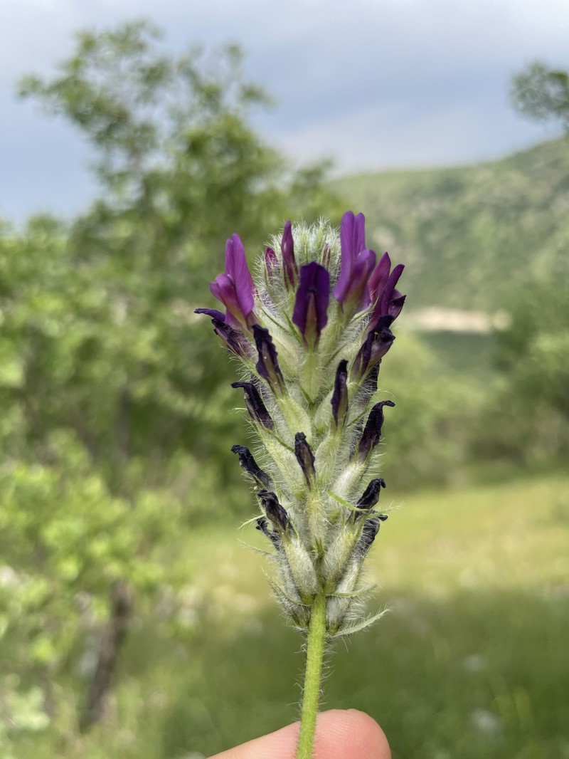 Astragalus entomophyllus photo 2