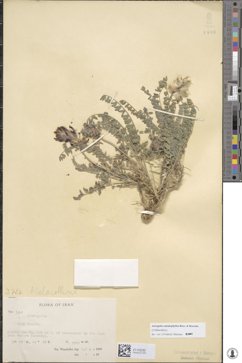 Astragalus entomophyllus photo 3