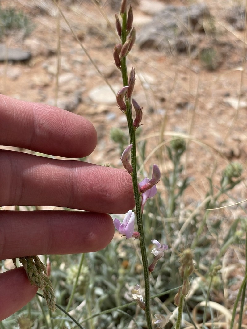 Bishop's Milkvetch