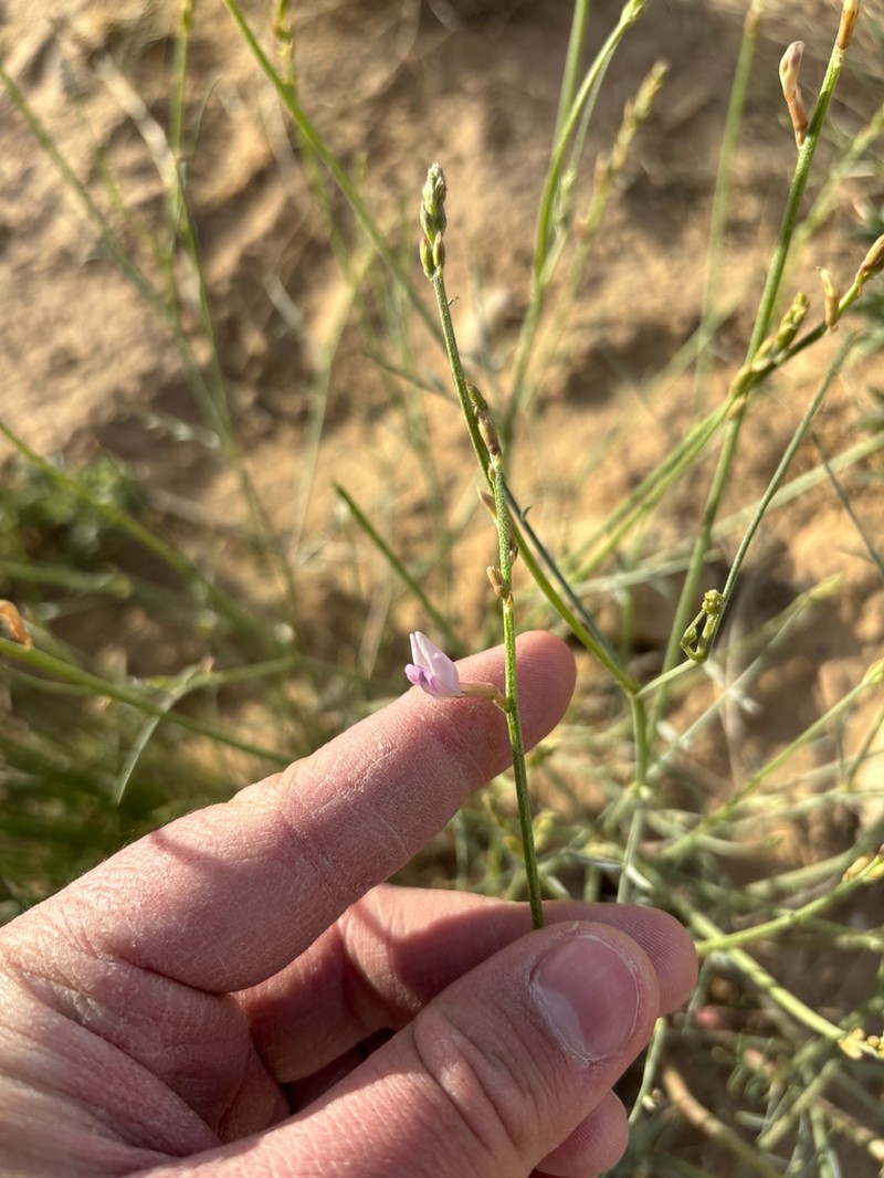 Bishop's Milkvetch photo 2