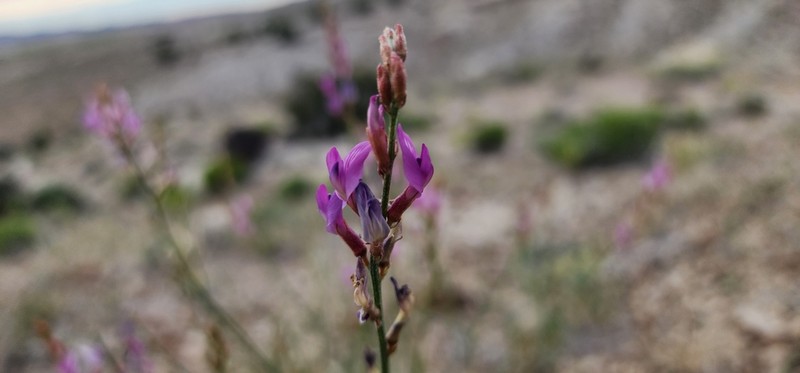 Bishop's Milkvetch photo 3