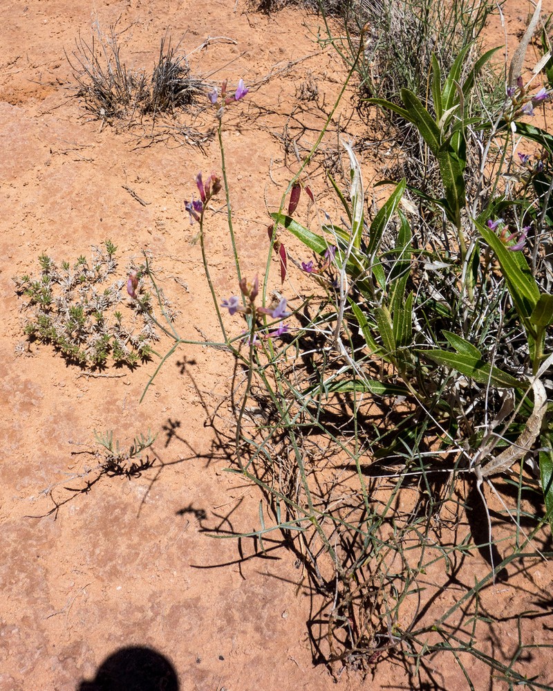 Bishop's Milkvetch photo 4