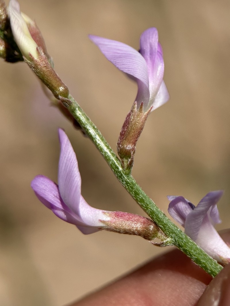Bishop's Milkvetch photo 5