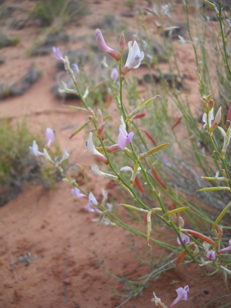 Bishop's Milkvetch photo 7