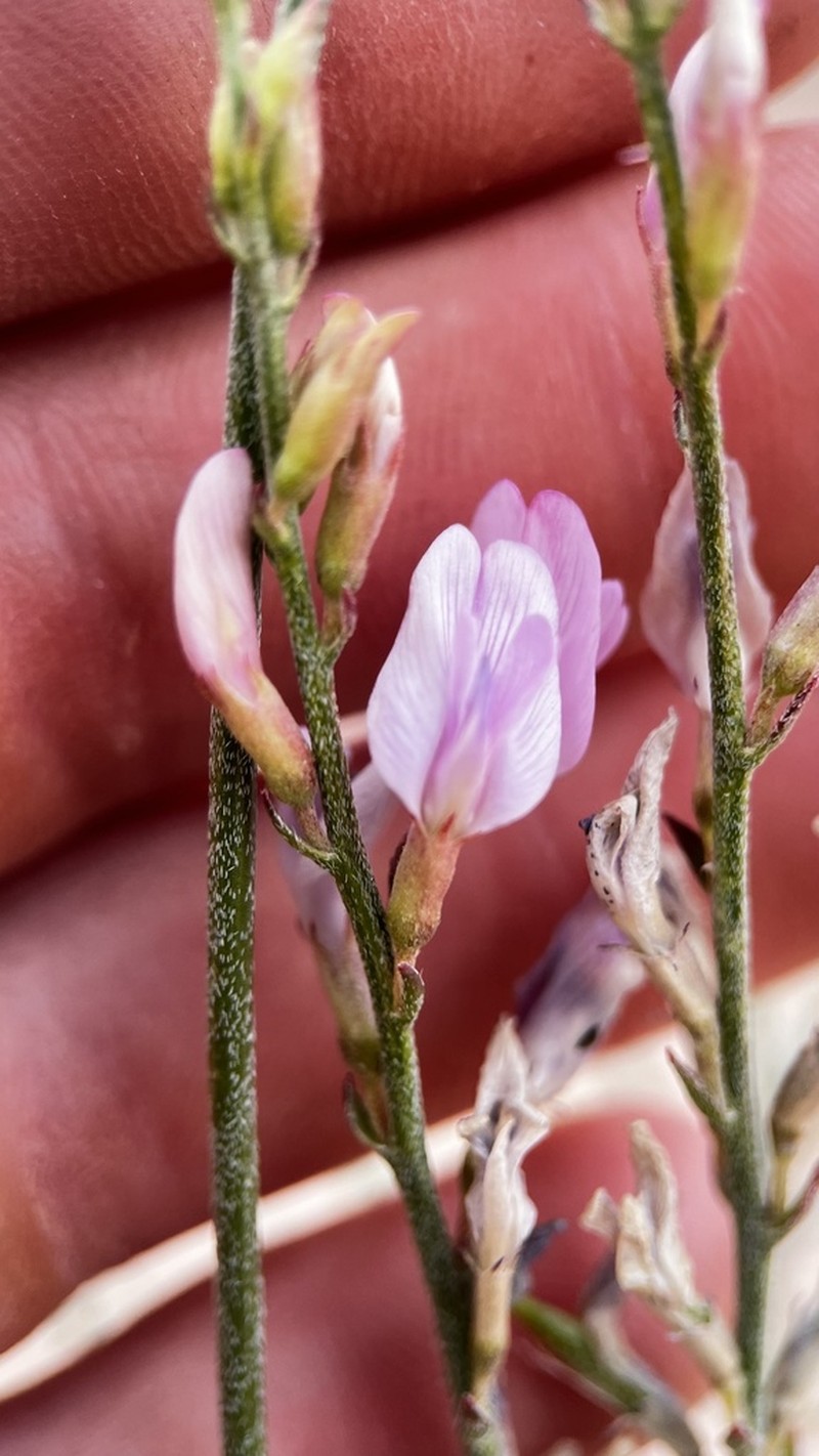 Bishop's Milkvetch photo 8