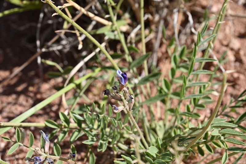Astragalus equisolensis