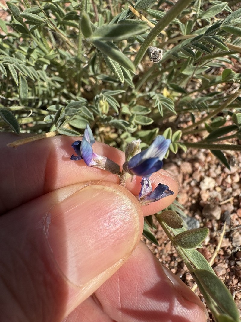 Astragalus equisolensis photo 2