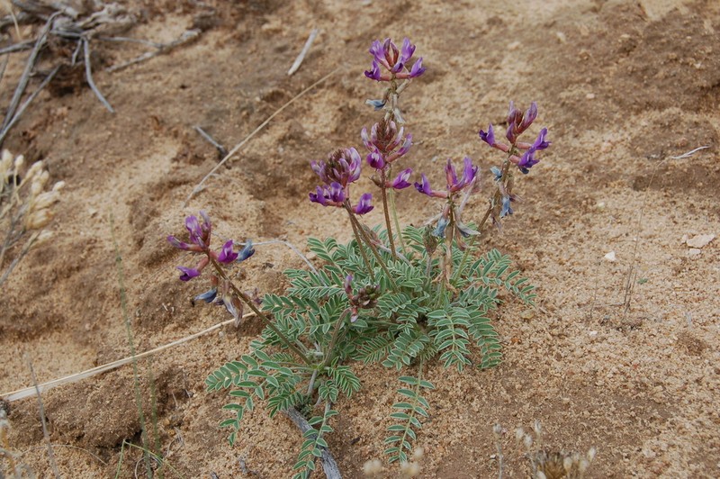 Astragalus equisolensis photo 3