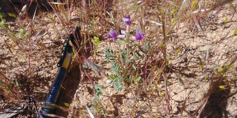 Astragalus equisolensis photo 4