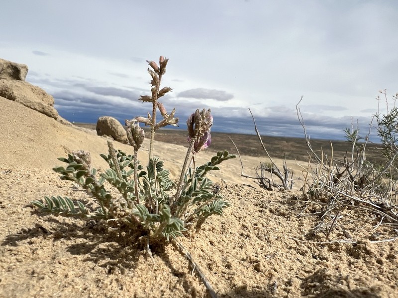 Astragalus equisolensis photo 5