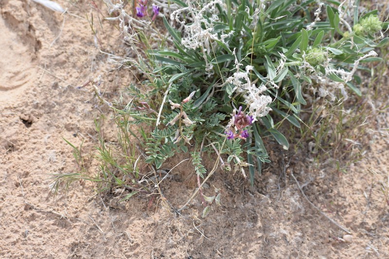 Astragalus equisolensis photo 6