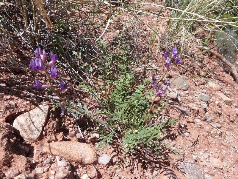 Astragalus equisolensis photo 7