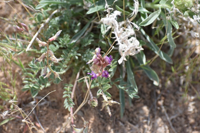 Astragalus equisolensis photo 8
