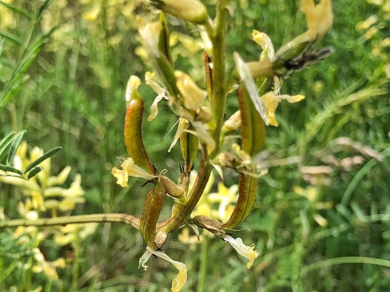 Hermit Milkvetch