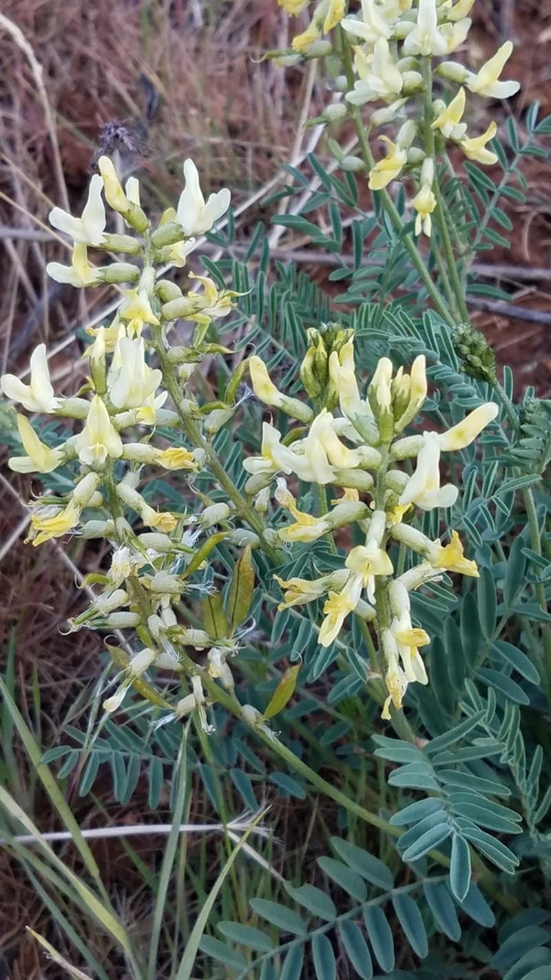 Hermit Milkvetch photo 2