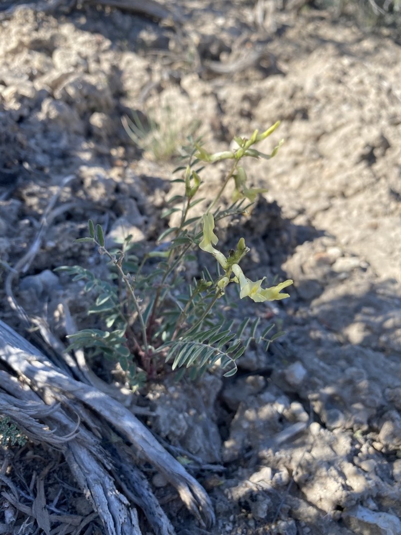 Hermit Milkvetch photo 3