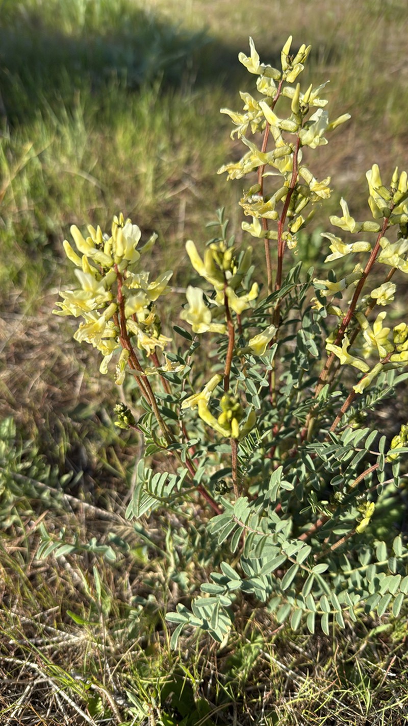 Hermit Milkvetch photo 4