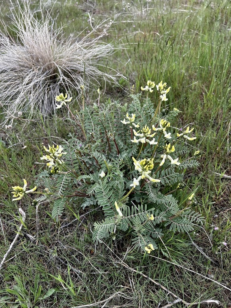 Hermit Milkvetch photo 5