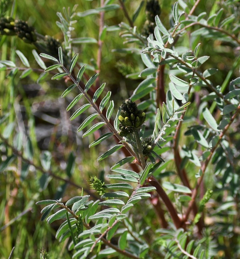Hermit Milkvetch photo 6