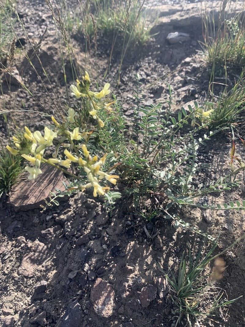 Hermit Milkvetch photo 7