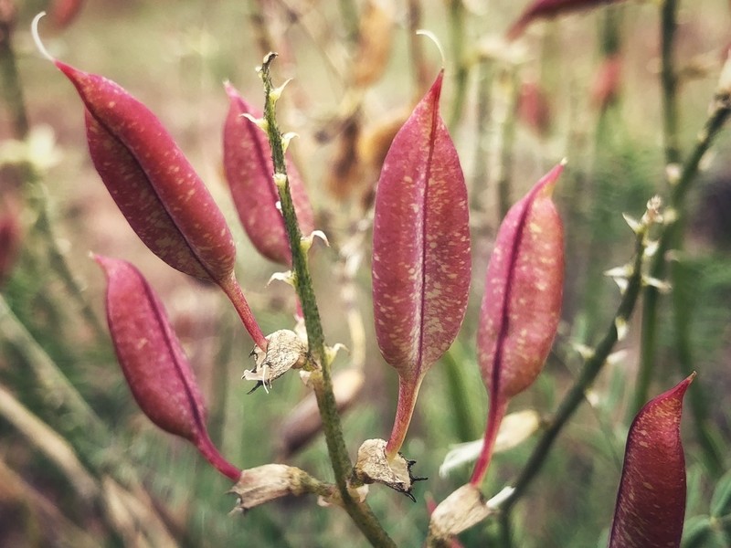 Hermit Milkvetch photo 8