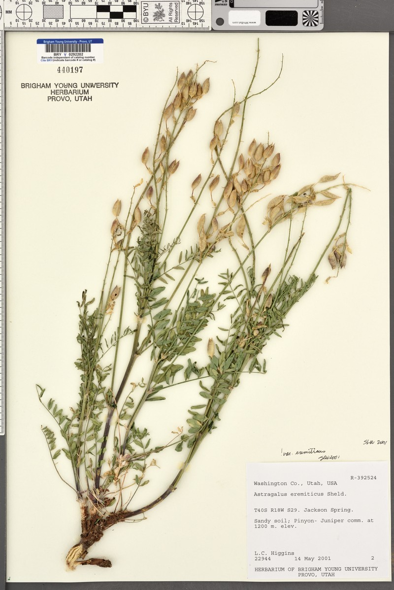 Astragalus eremiticus var. eremiticus