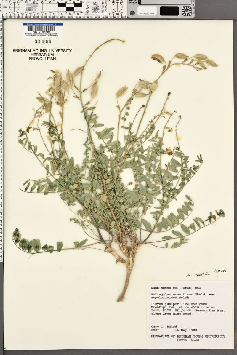 Astragalus eremiticus var. eremiticus photo 2