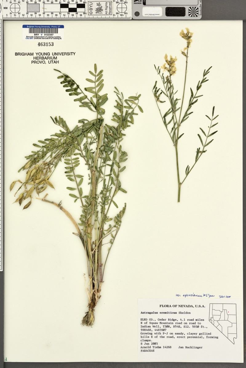 Astragalus eremiticus var. spencianus