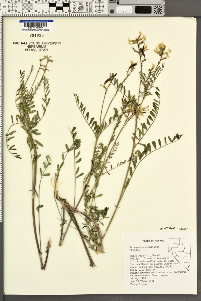 Astragalus eremiticus var. spencianus photo 2