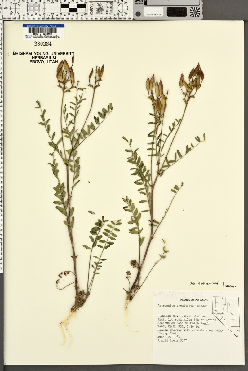 Astragalus eremiticus var. spencianus photo 3