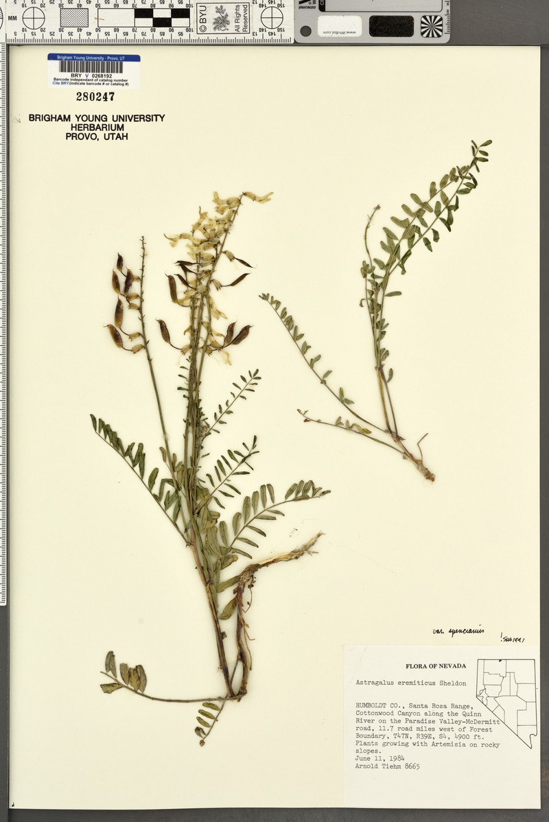 Astragalus eremiticus var. spencianus photo 4