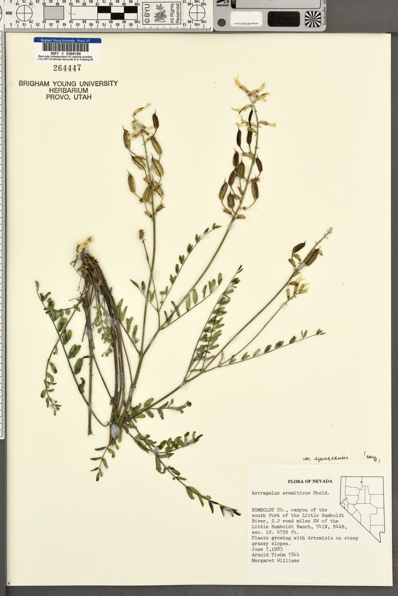 Astragalus eremiticus var. spencianus photo 5