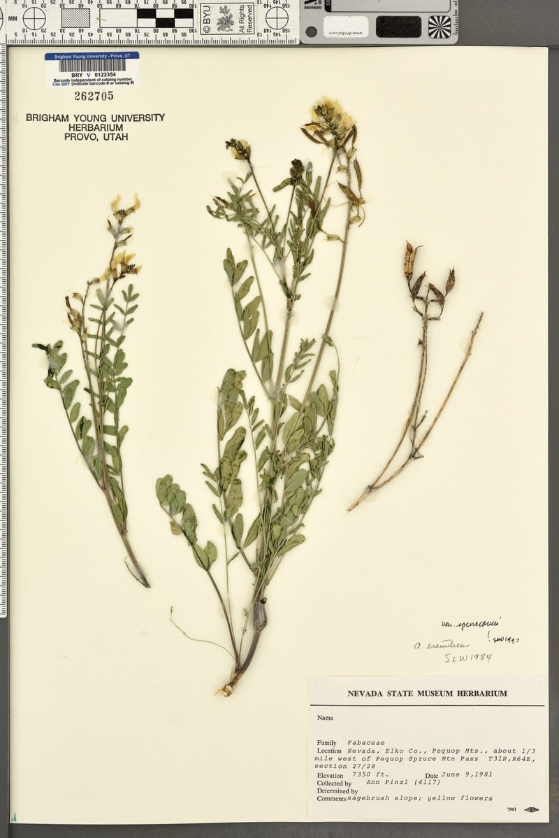 Astragalus eremiticus var. spencianus photo 6