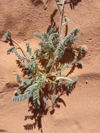 Astragalus eremophilus