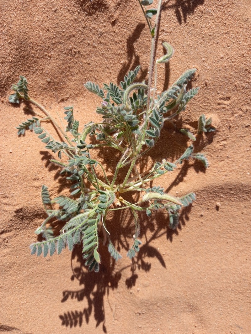 Astragalus eremophilus