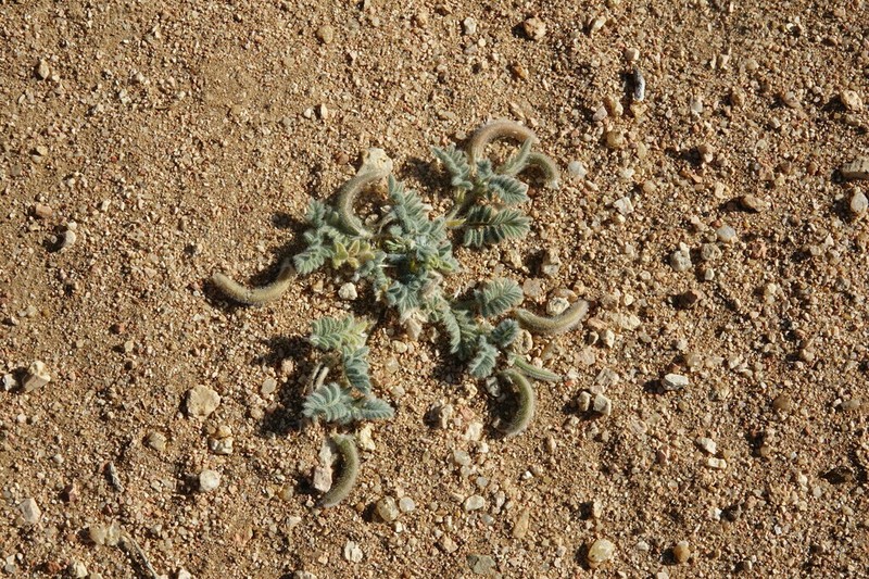 Astragalus eremophilus photo 2