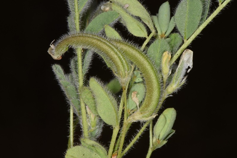 Astragalus eremophilus photo 3