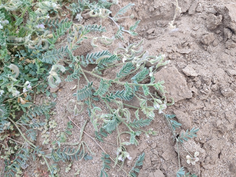 Astragalus eremophilus photo 4