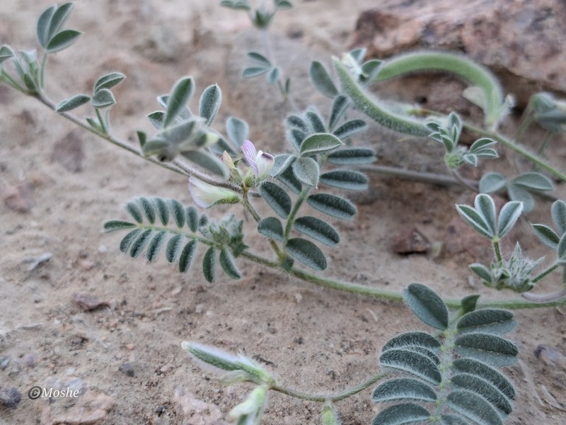 Astragalus eremophilus photo 5