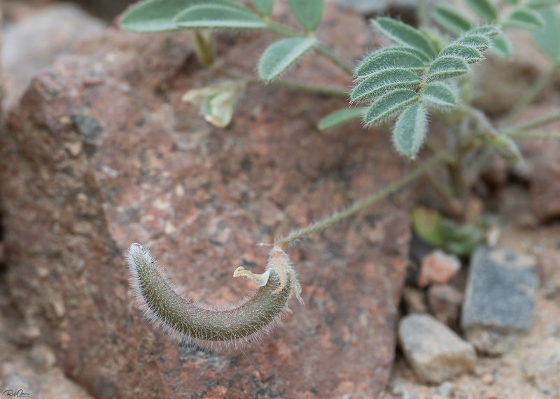Astragalus eremophilus photo 6