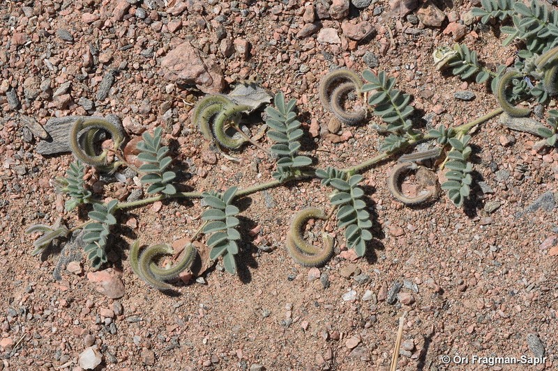 Astragalus eremophilus photo 7